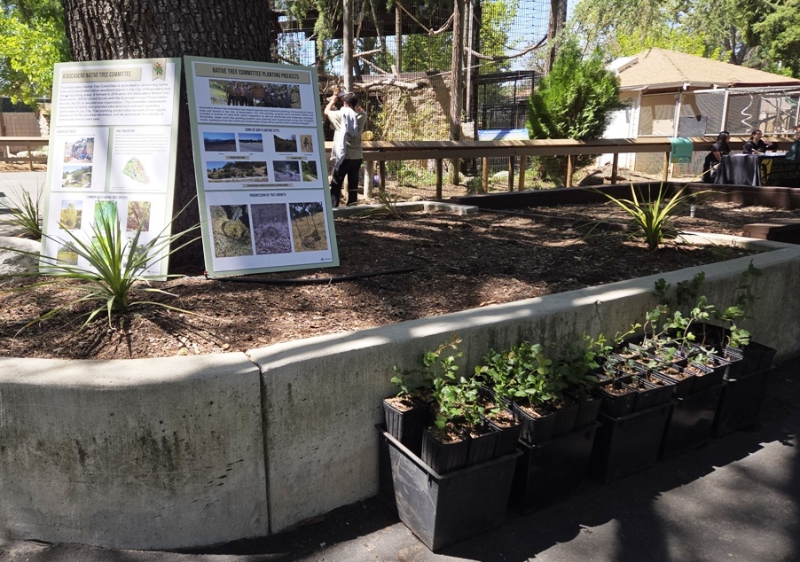 Native Tree Displays and FREE Oak Tree seedlings!